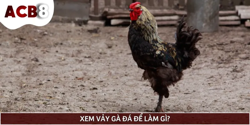 Xem vảy gà đá là công việc quen thuộc của nhiều sư kê