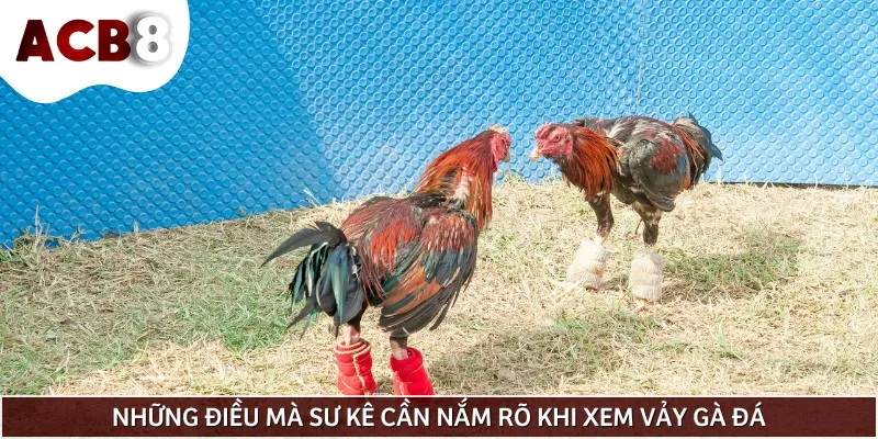 Những điều mà sư kê cần phải biết khi xem vảy gà để chọn chiến kê