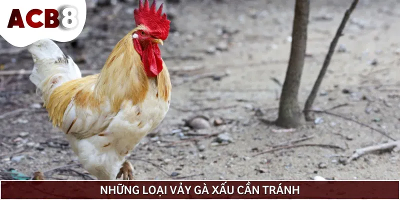 Hướng dẫn xem vảy gà đá xấu mà sư kê nên tránh